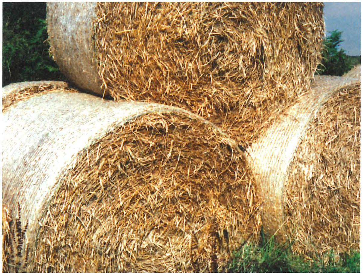 Round bales of straw in a field, representing agricultural raw materials for paper.