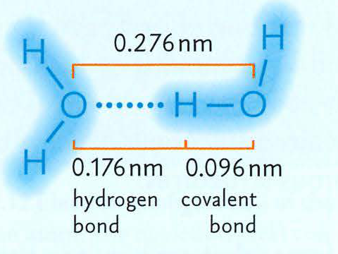 Diagram showing a hydrogen bond between two water molecules, with distances labeled 0.276nm, 0.176nm, and 0.096nm.