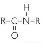 Amide structure: R-C-N-R with double bond to O and H on N