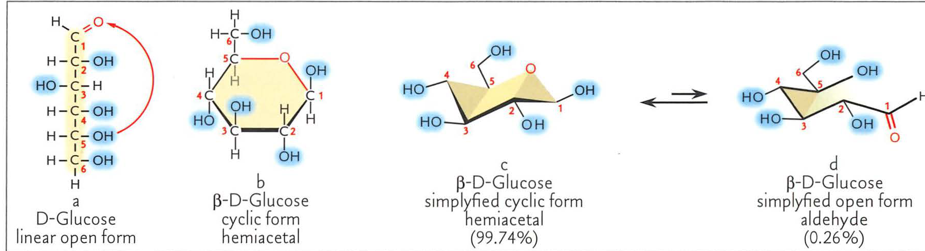 Fig 1.15: Four representations of the D-glucose molecule, showing linear and cyclic forms with color-coded functional groups and highlights.