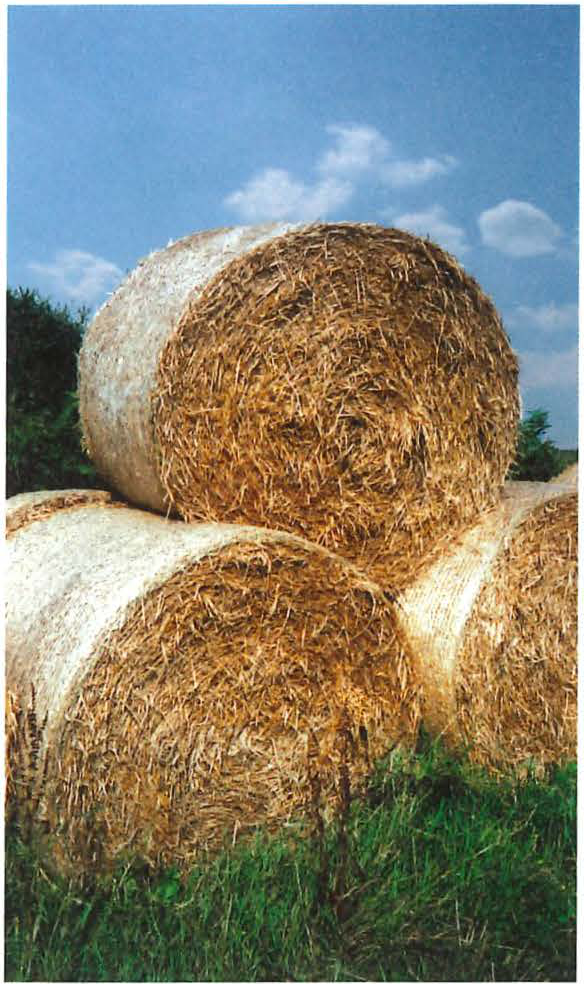 Round bales of wheat straw in a field under a clear sky.
