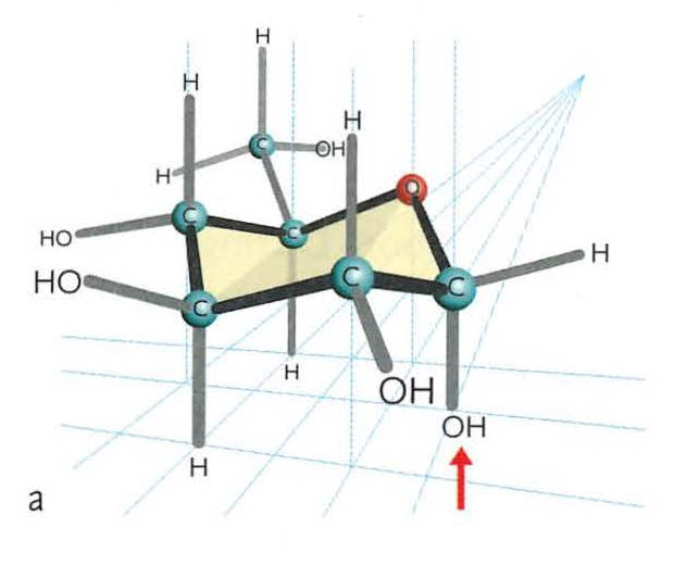Conformation formula of alpha-glucose (a)