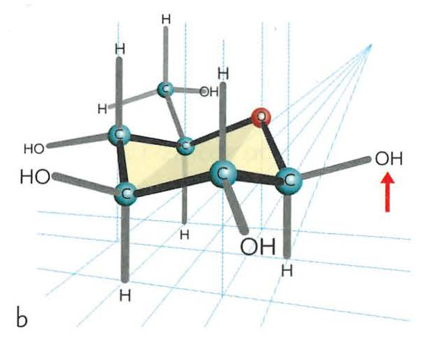 Conformation formula of beta-glucose (b)