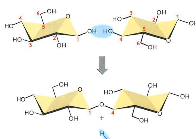 Chemical reaction showing the formation of a beta-1,4-glucosidic bond between two glucose molecules, releasing H2O.