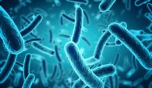 Microscopic view of bacteria