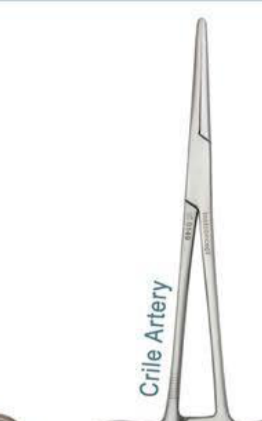 Crile Artery