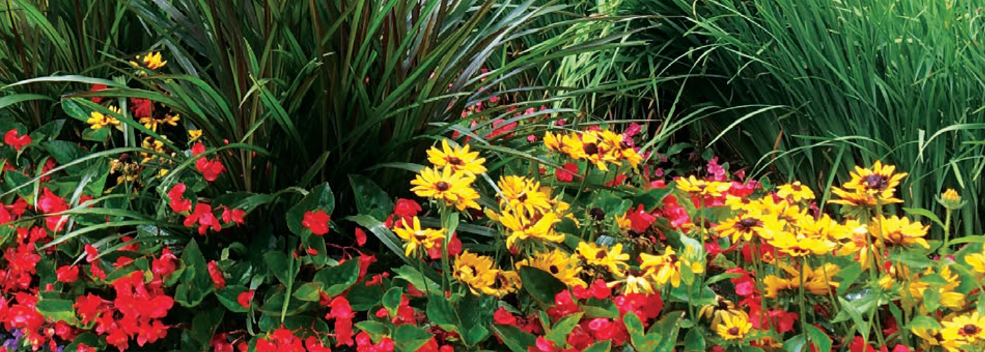 Colorful flower garden