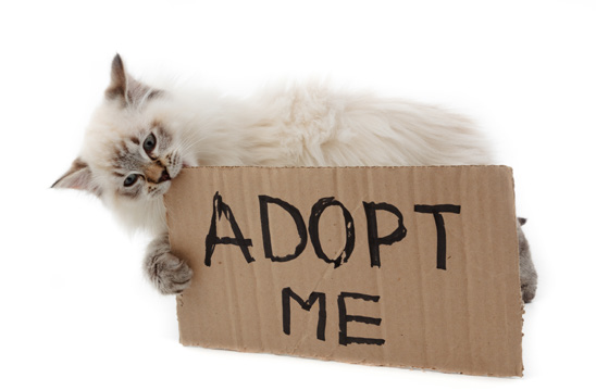 Cat holding a cardboard sign that says 'ADOPT ME'