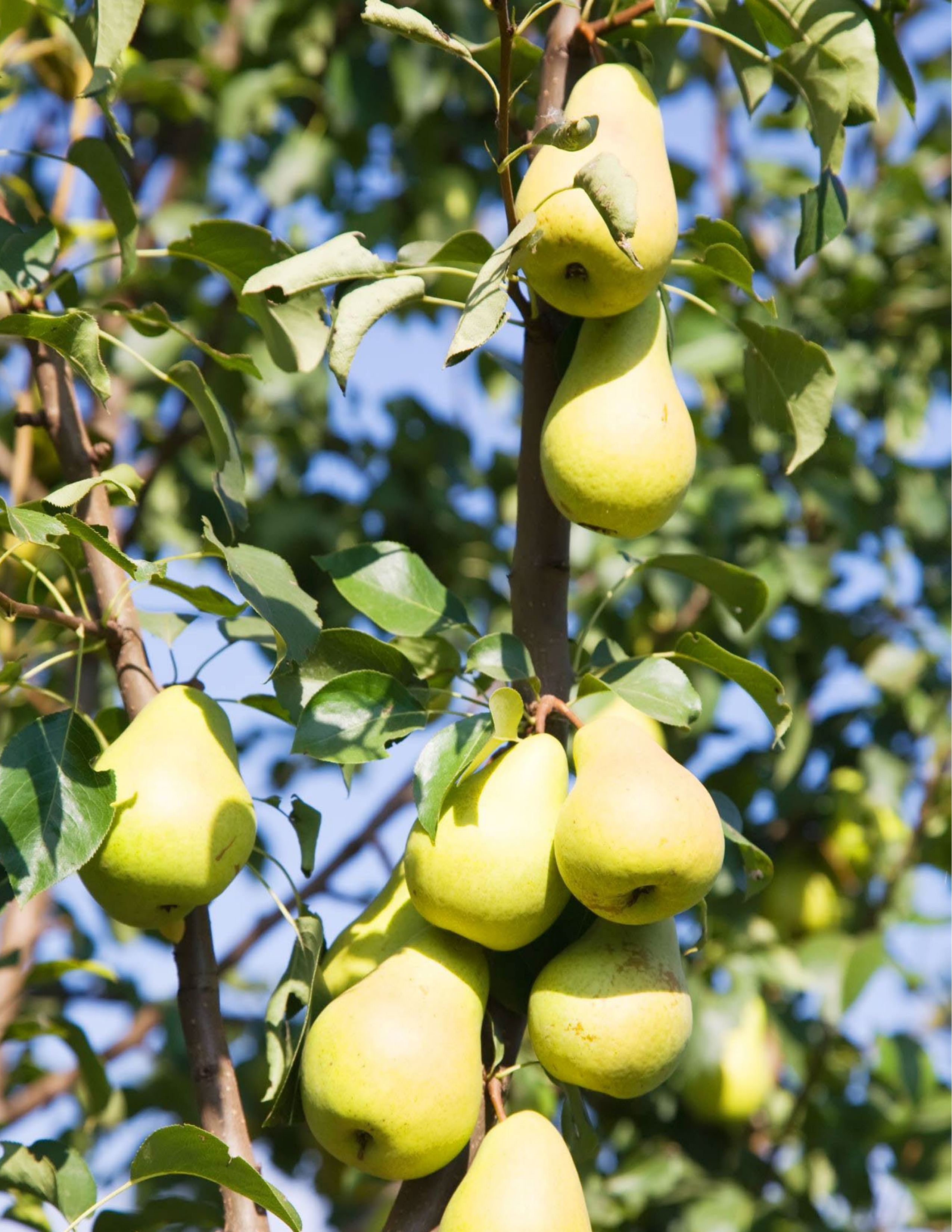 Fresh yellow pears ripening on a tree branch against a blue sky background