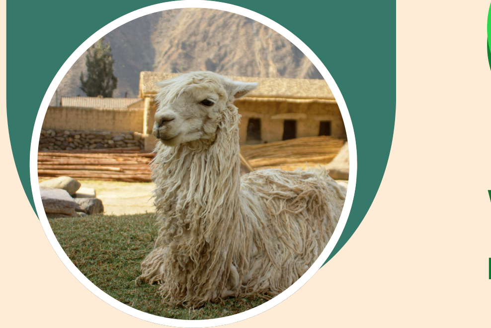 Alpaca branca