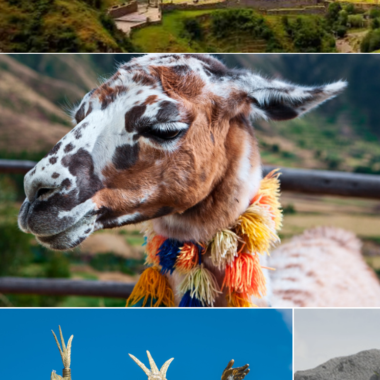 A llama with colorful tassels