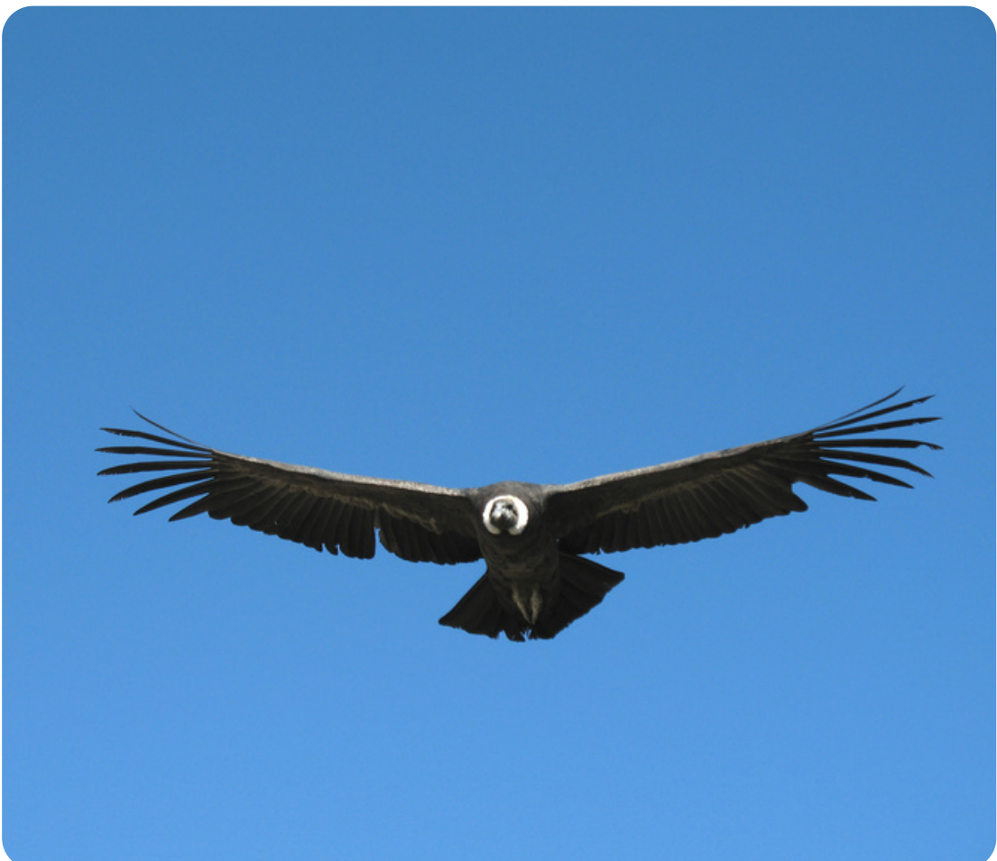 Condor voando em céu azul