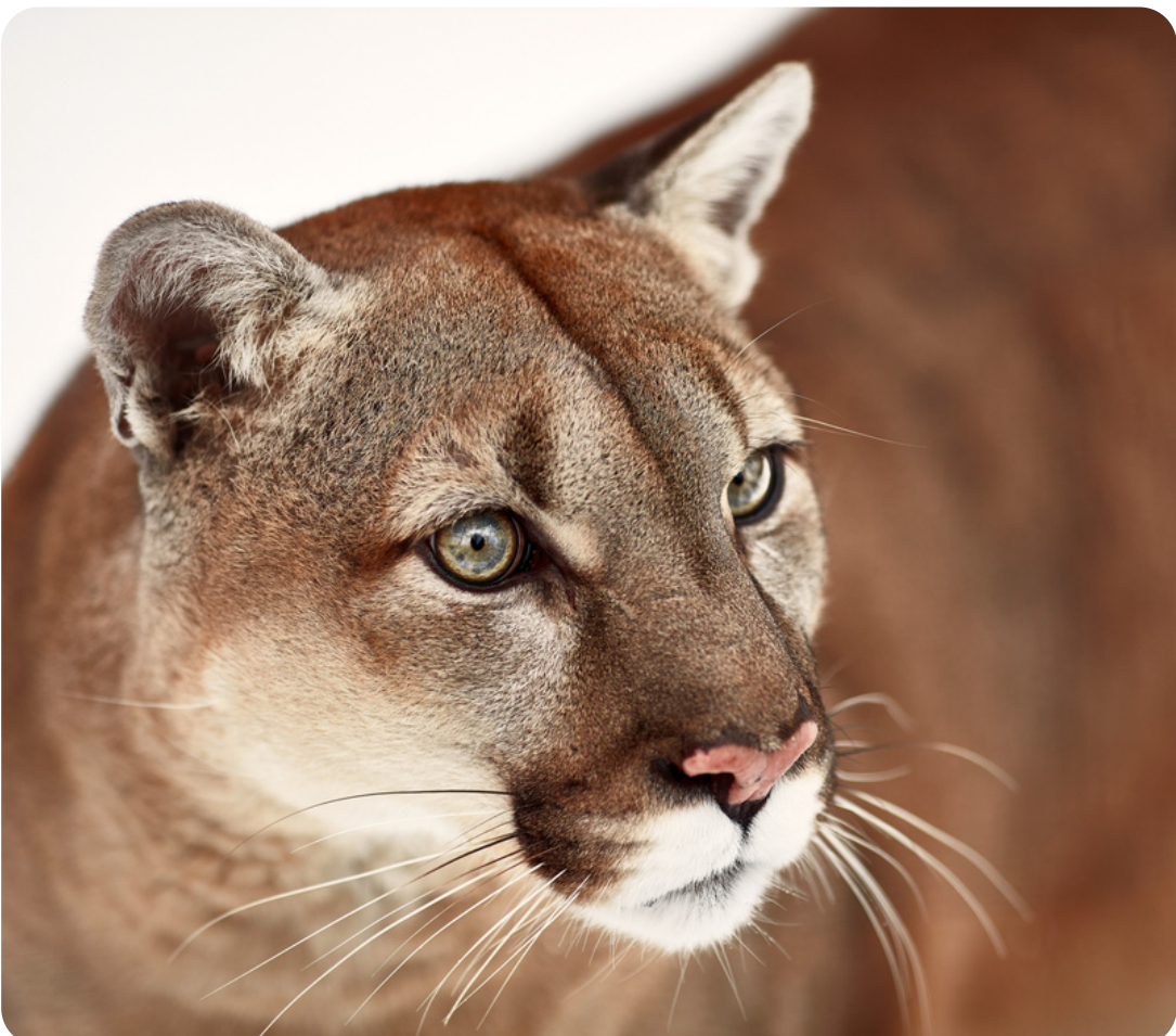 Close-up de cabeça de Puma