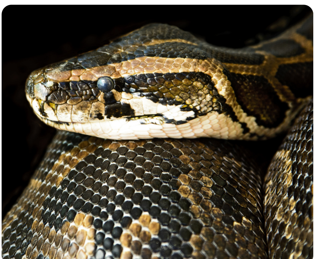 Close-up de serpente