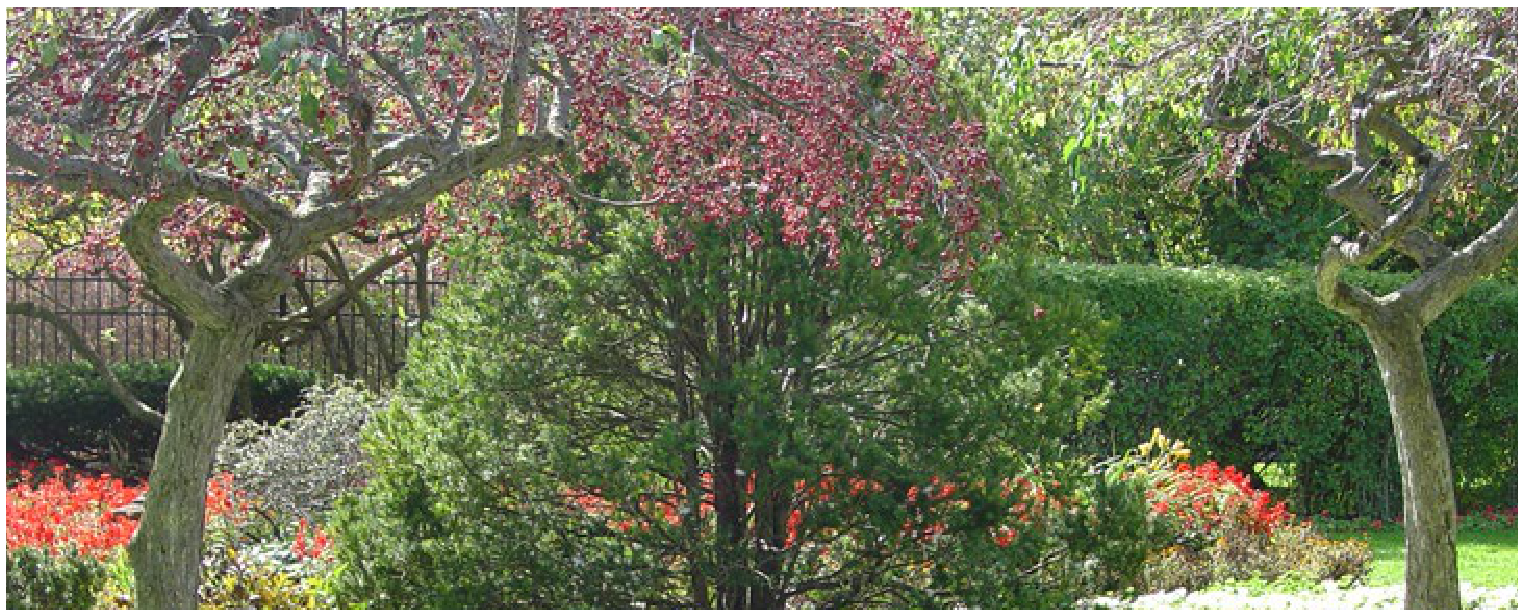 Lush botanical gardens with flowering red tree, evergreens, and vibrant flower beds