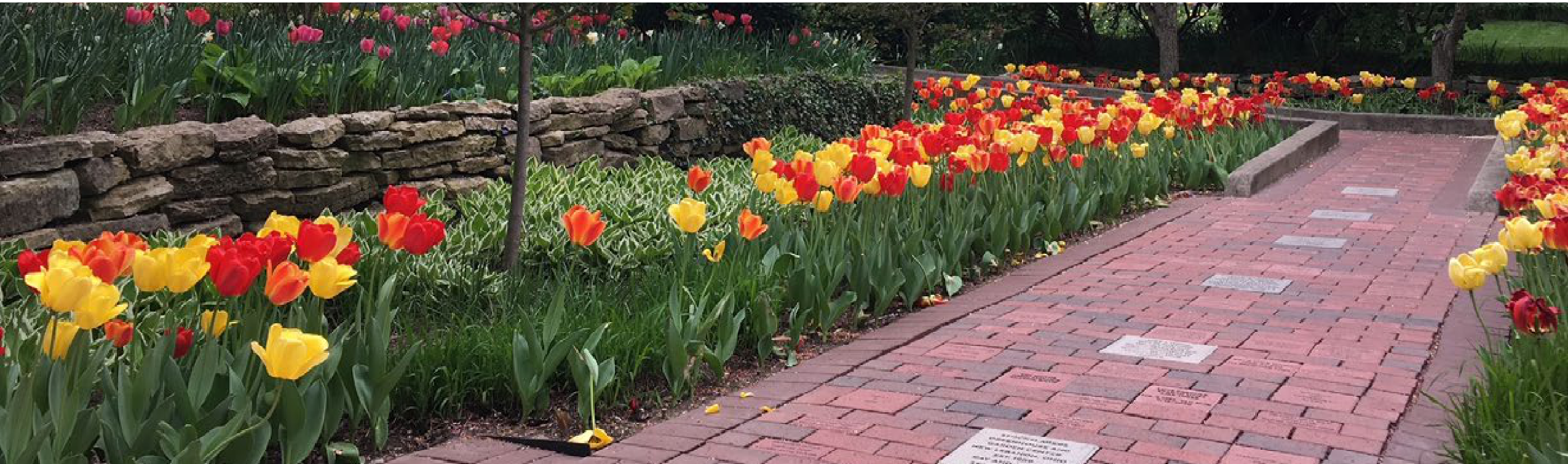 Vibrant red and yellow tulips in full bloom along stone garden beds and brick walkways at Smith Gardens