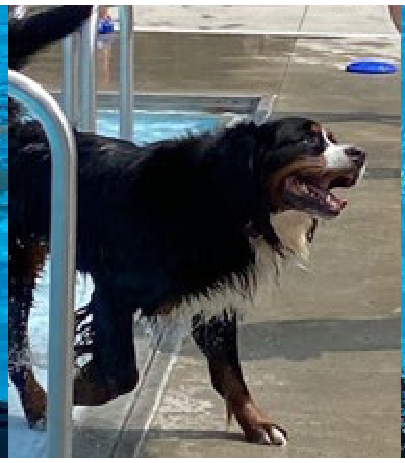 Bernese Mountain Dog exiting pool