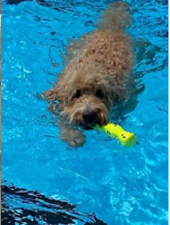 Doodle dog swimming with yellow toy