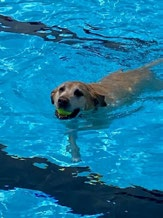 Golden retriever swimming with a ball in mouth
