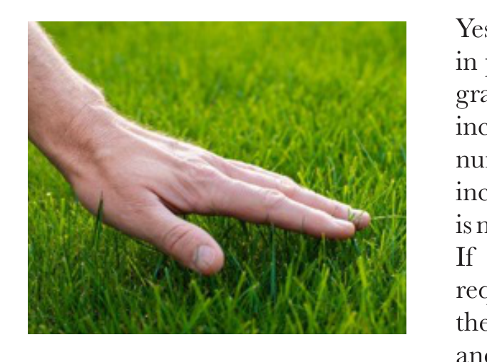 Hand measuring grass height in lawn