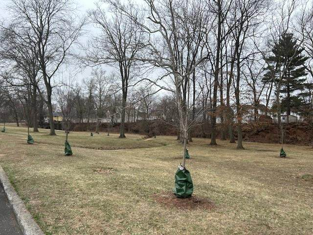 Newly planted trees with protective green watering bags in an open park area