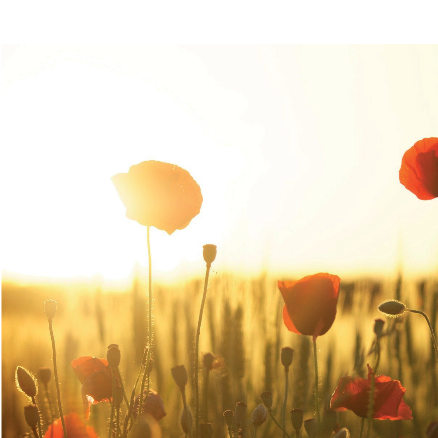 Sunset poppy field