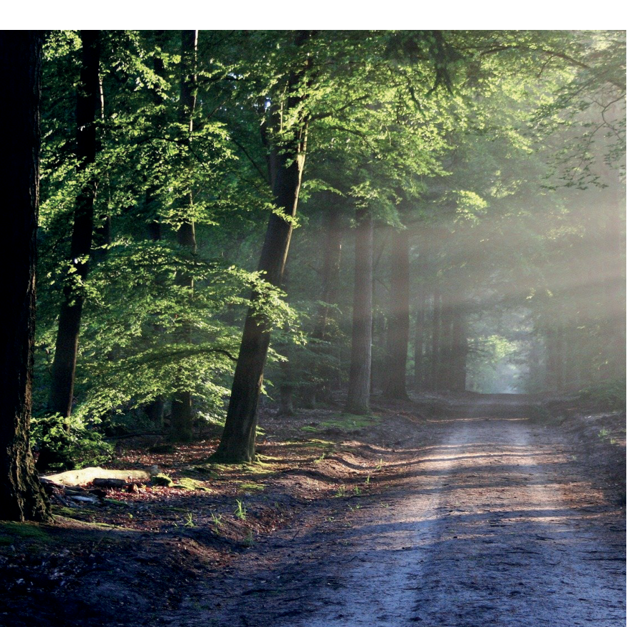 Forest scene with light rays
