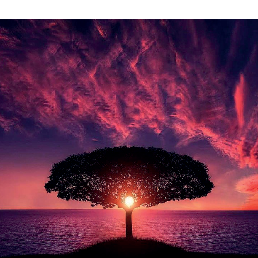 Solitary tree at sunset