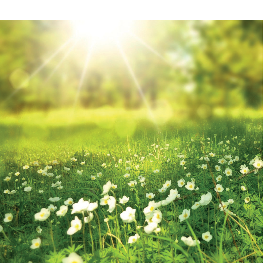 Fields with spring flowers
