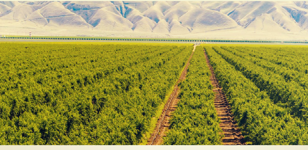 Agricultural field extending towards distant mountain range