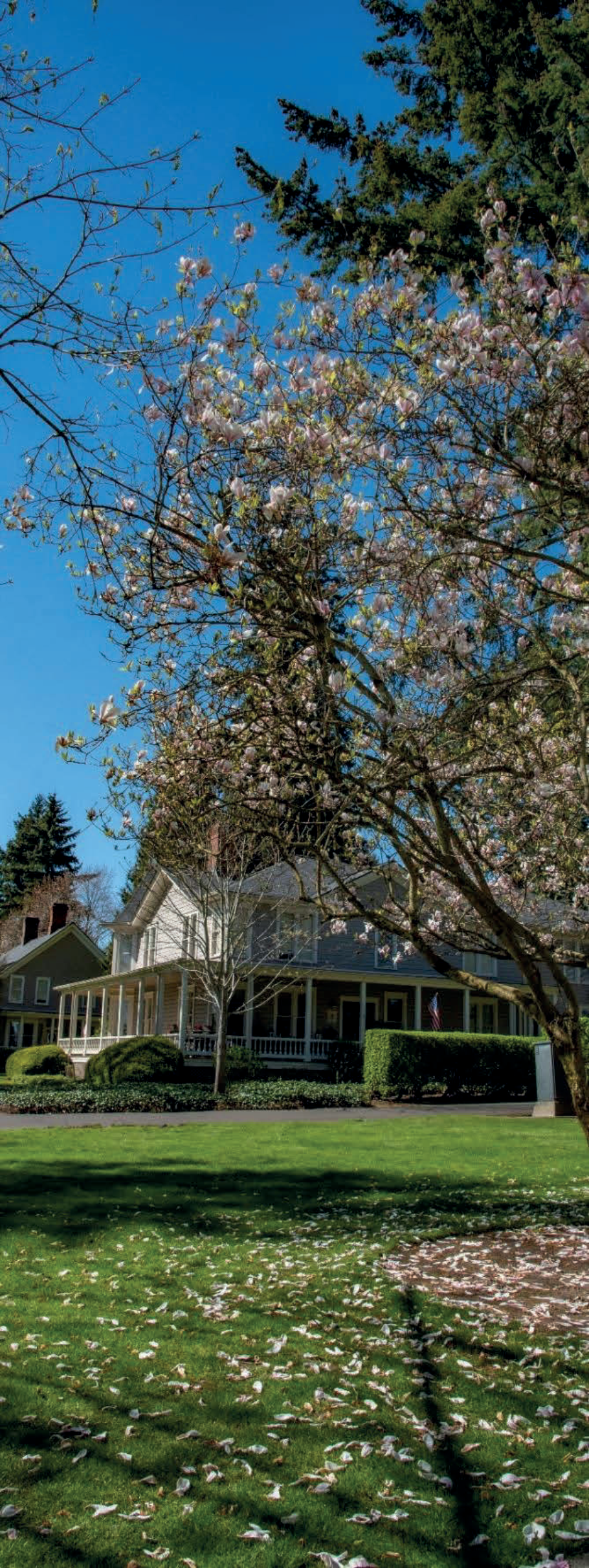 Blooming magnolia tree in front of historic Officer's Row house in Vancouver, Washington with green lawn and scattered flower petals