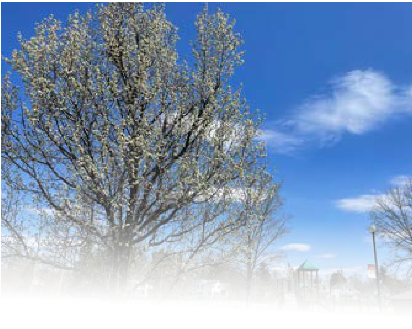 Blooming white tree under blue sky